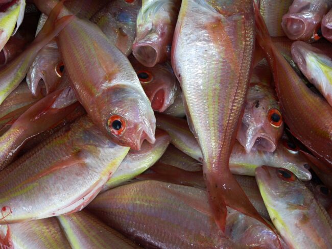 pesce