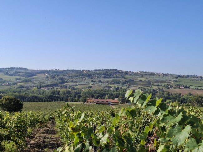 vigna