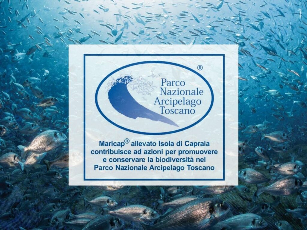 A Capraia torna la sagra dell'orata: protagonista la cooperativa Maricap 1 Orate Branzini Capraia marchio Parco Arcipelago