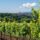 Bianco Pitigliano vigneti