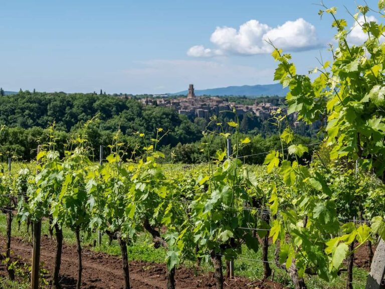 Bianco Pitigliano vigneti Bianco Pitigliano vigneti
