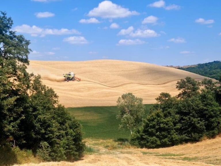 Terre dell’Etruria mietitura grano Terre dell'Etruria mietitura grano